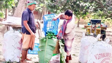 ম্যাঙ্গো ক্যালেন্ডারের তোয়াক্কা নেই: দুর্গাপুরে অপরিপক্ক আম পাড়ার ধুম